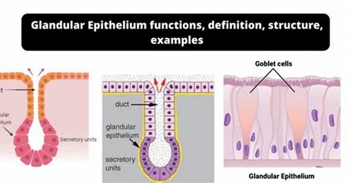 What Does the Glandular Tissue Do