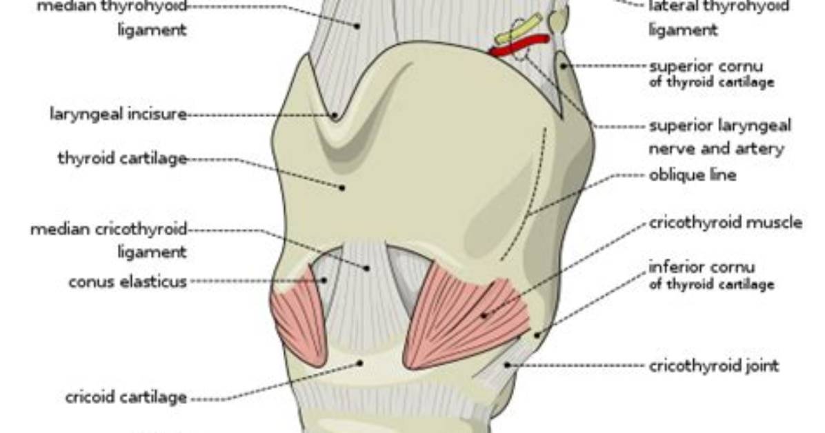 What Does the Hyoepiglottic Do?