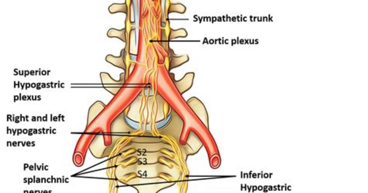 What Does the Hypogastric Nerve Do