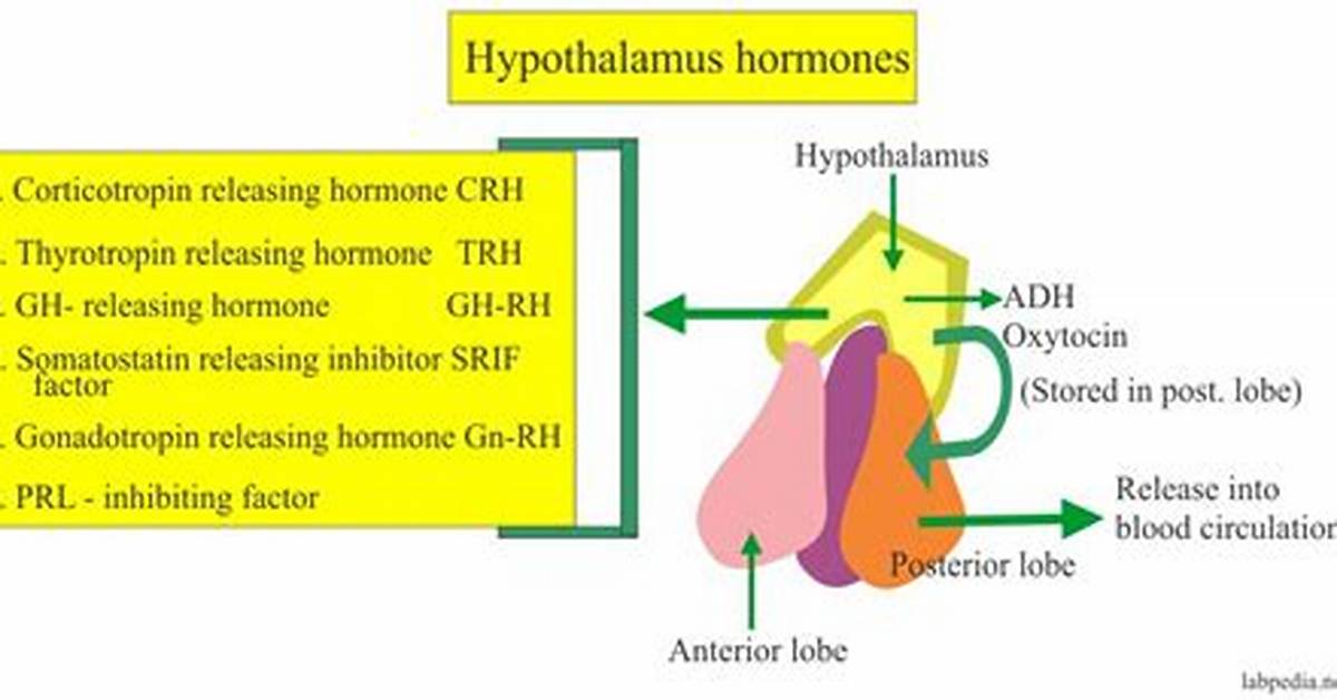 What Does the Hypothalamus Secrete?