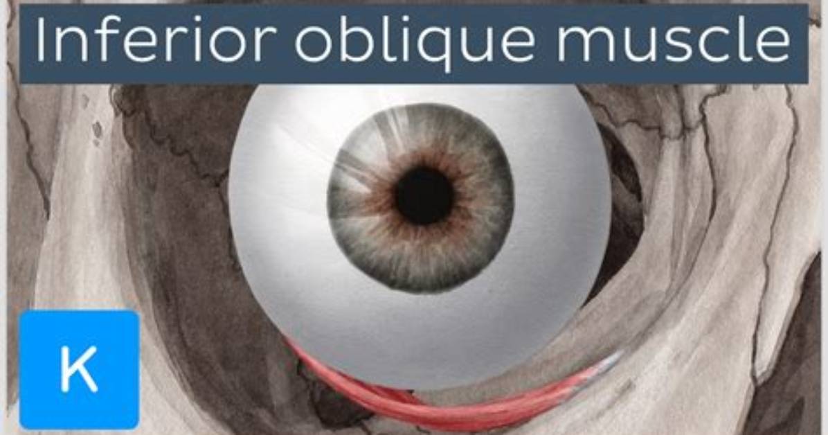 What Does the Inferior Oblique Do?