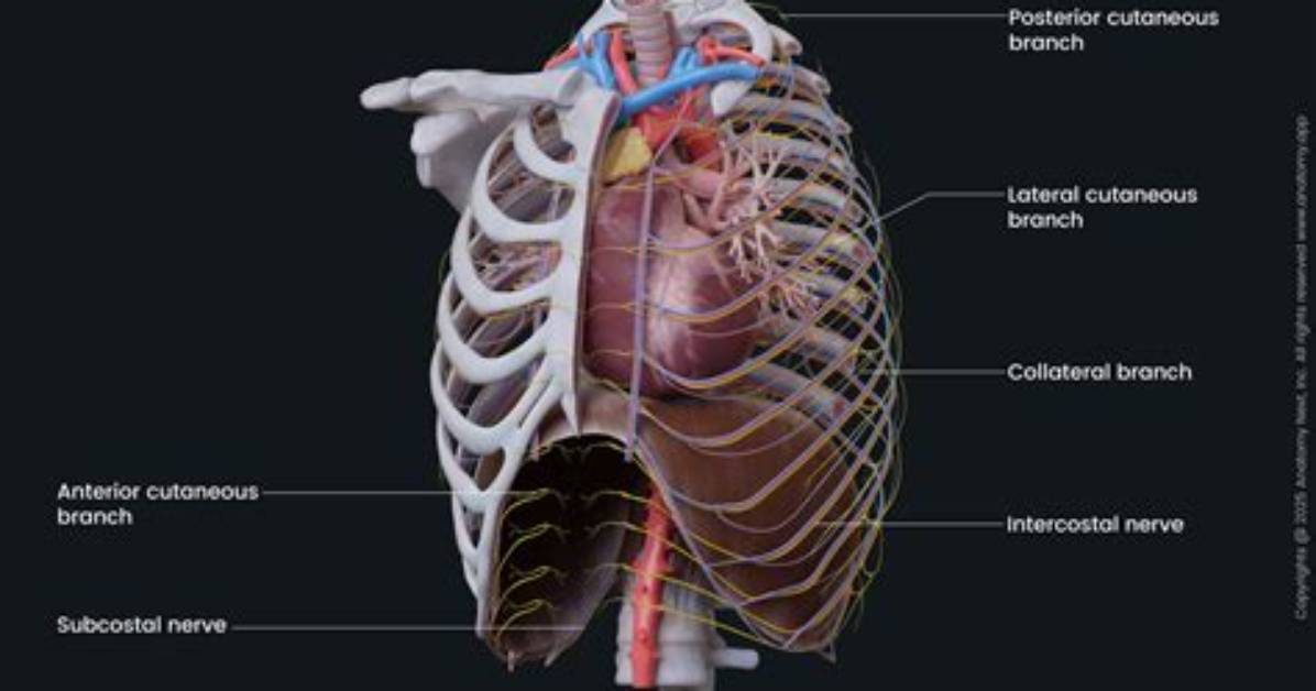 What Does the Intercostobrachial Nerves Do?