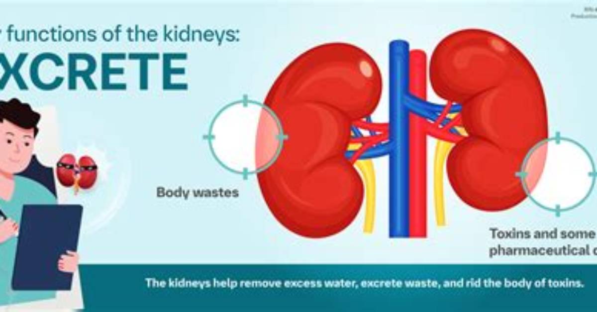 What Does the Kidney Excrete