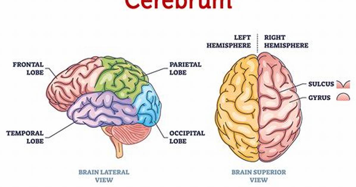 What Does the Left Cerebrum Do