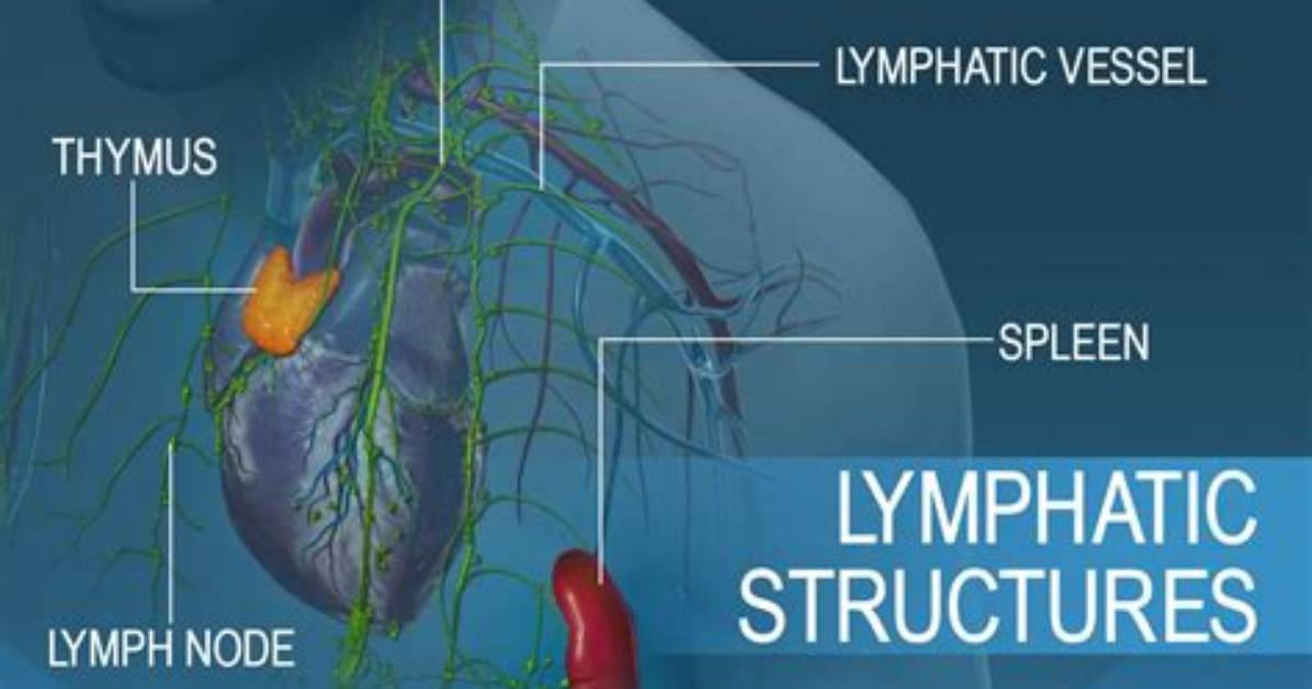 What Does the Lymphatic System Look Like