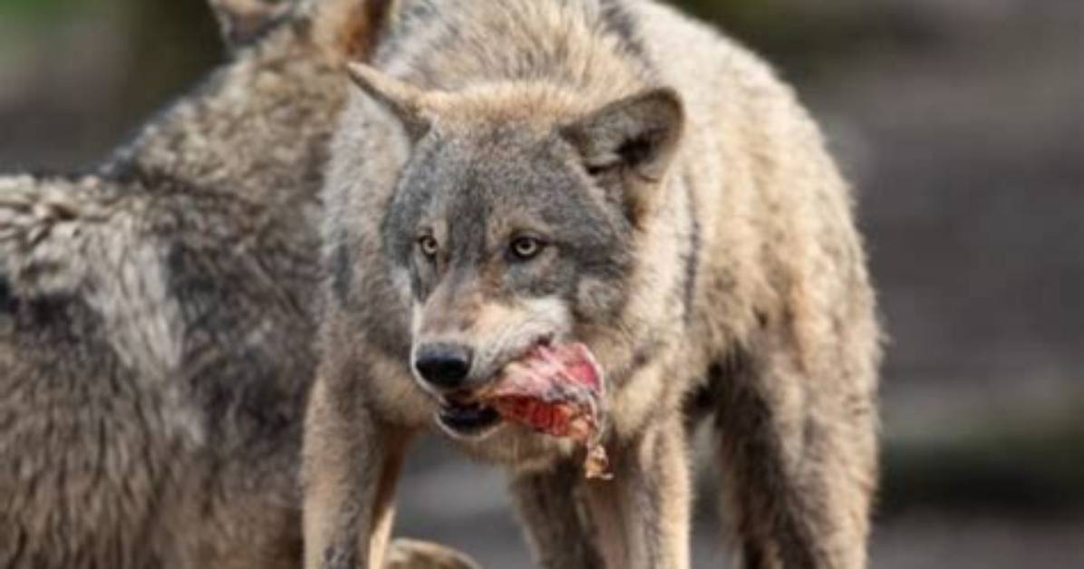 What Does the Mexican Wolf Eat