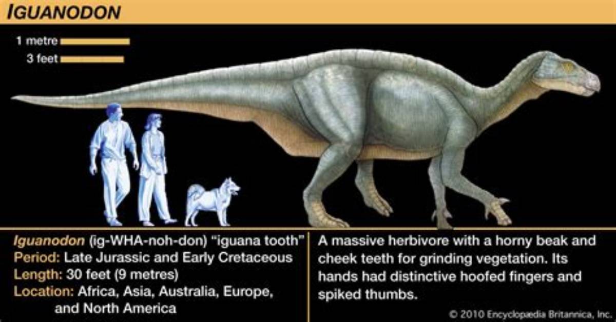 What Does the Name Ornithopod Mean?