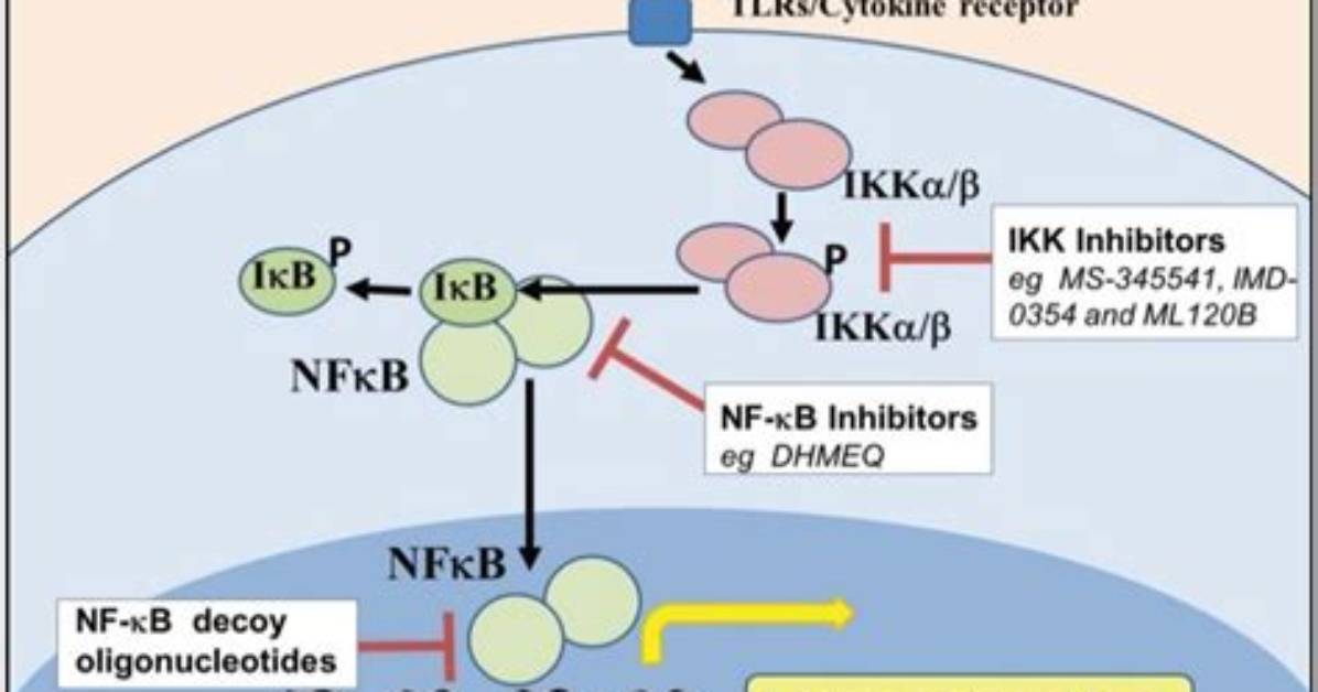 What Does the Nf-kB Pathway Do?