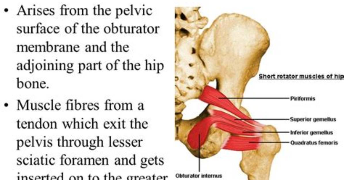 What Does the Obturator Internus Do