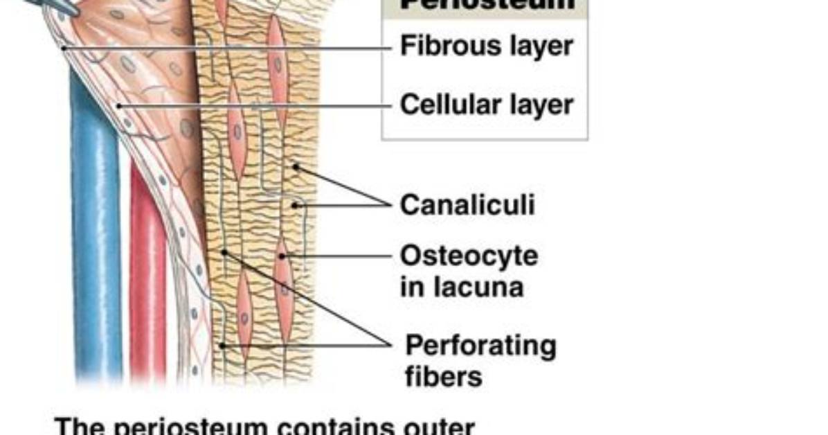 What Does the Periosteum Supply Bone Cells With