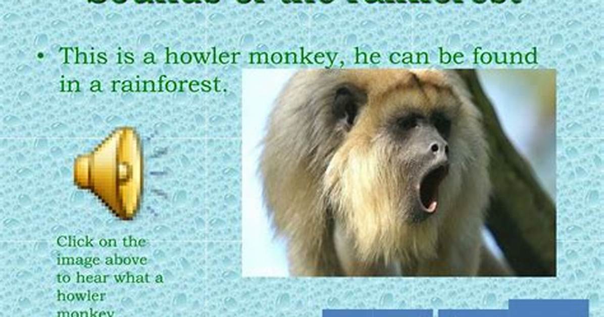 What Does the Rainforest Sound Like
