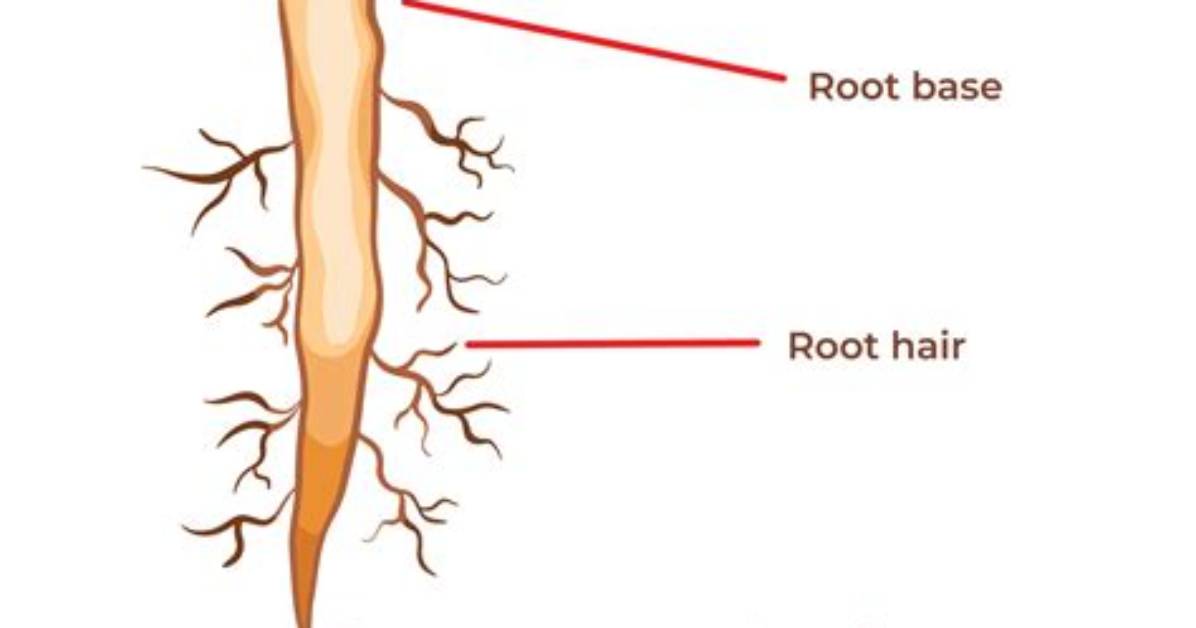 What Does the Root Cephalo Mean?