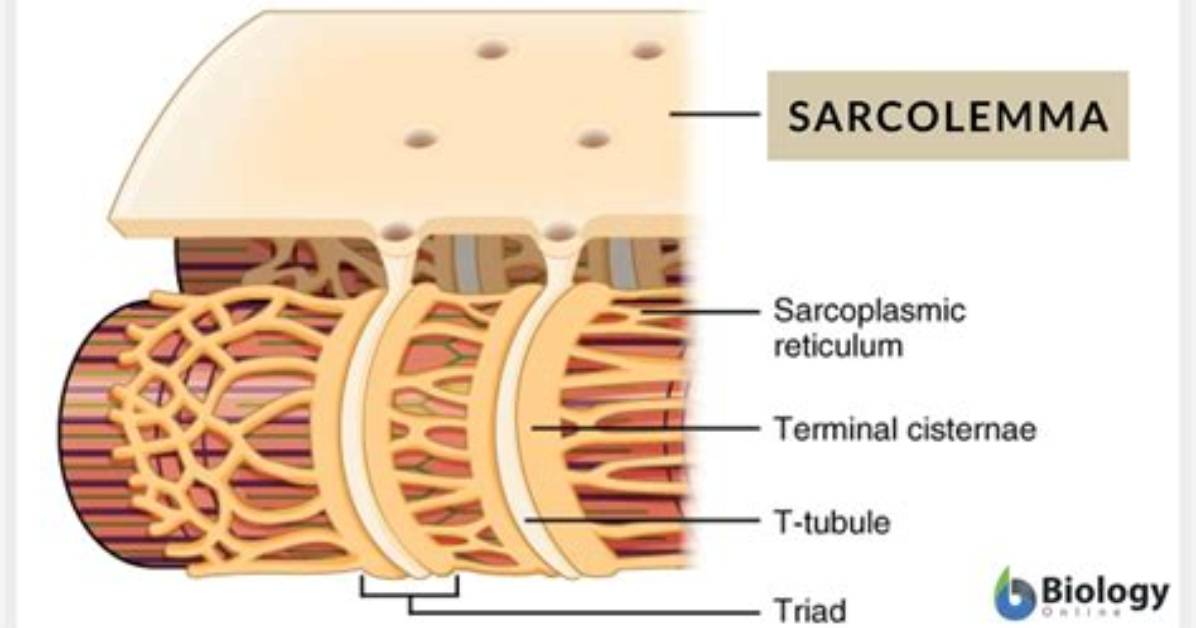 What Does the Sarcolemma