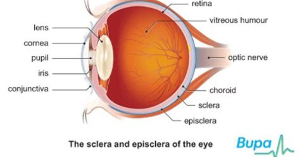 What Does the Sclera Do?