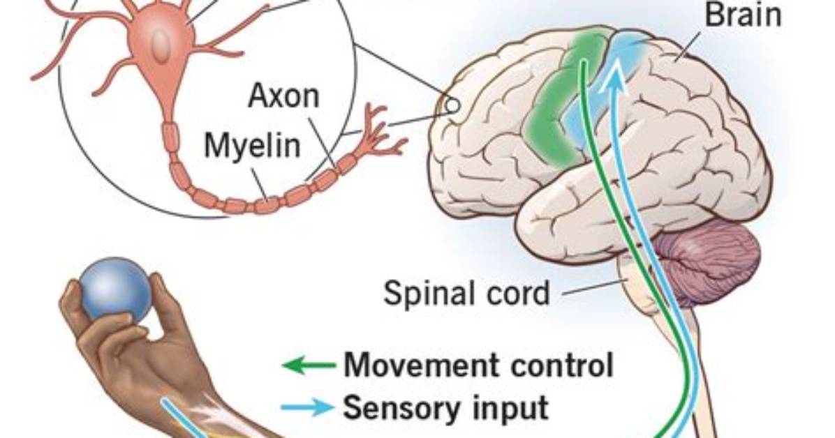 What Does the Somatic Nervous System Do