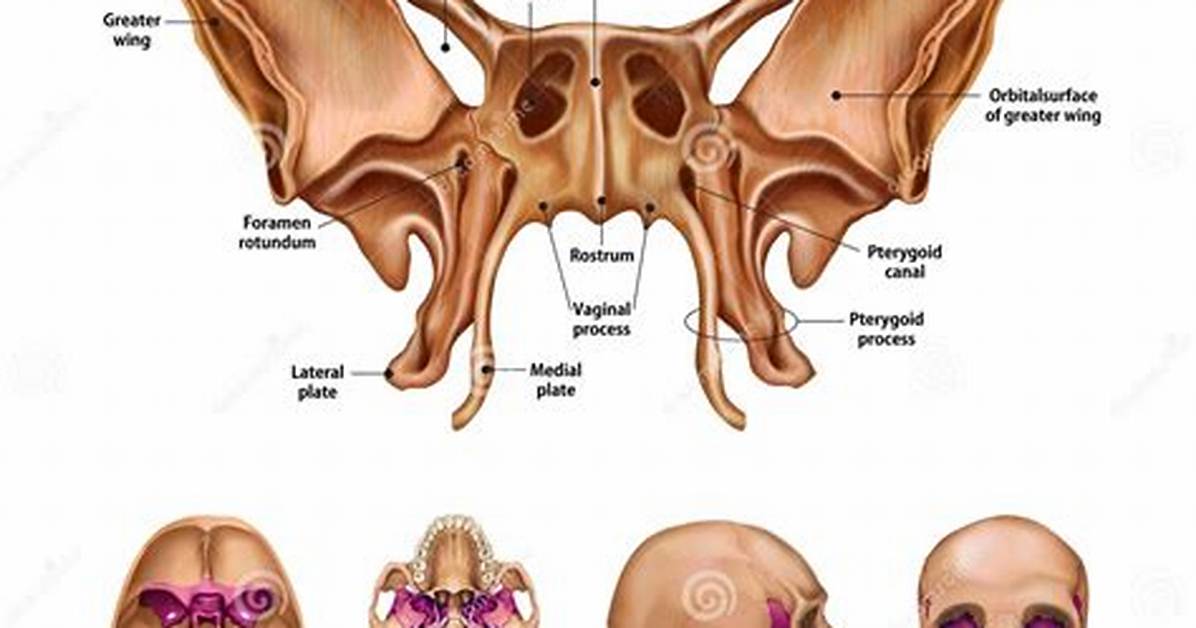 What Does the Sphenoid Bone Do