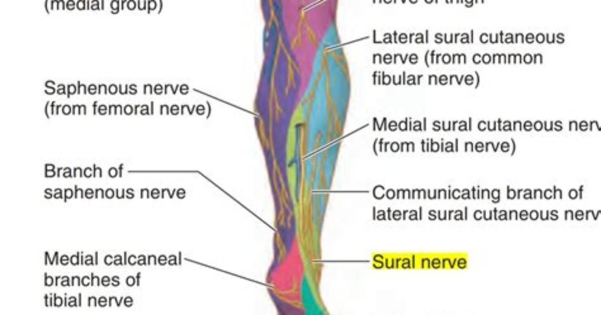 What Does the Sural Nerve Do