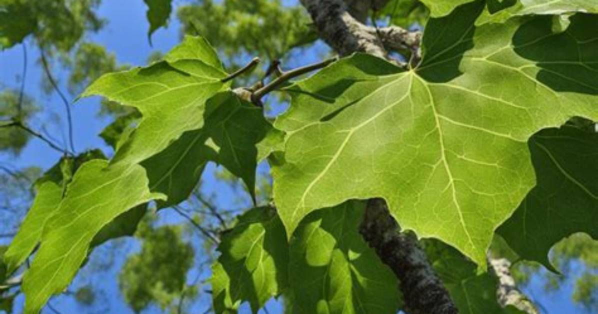 What Does the Sycamore Tree Look Like