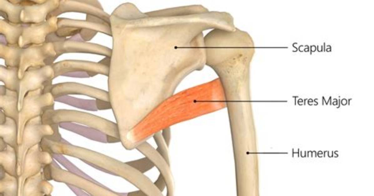 What Does the Teres Major Do