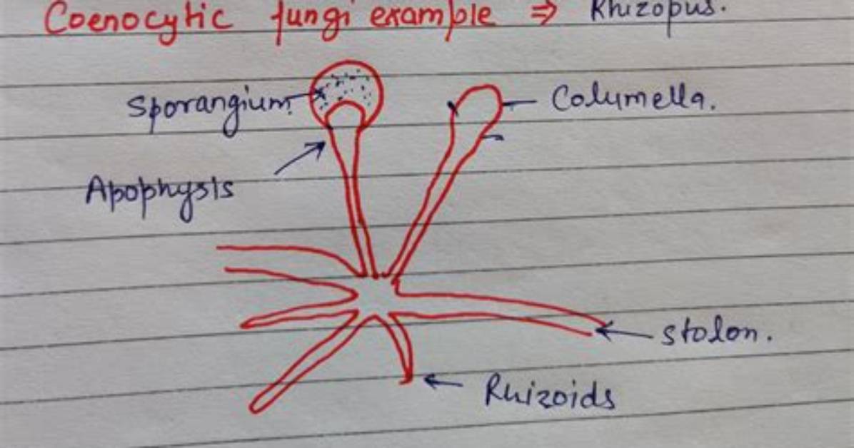 What Does the Term Coenocytic Mean?