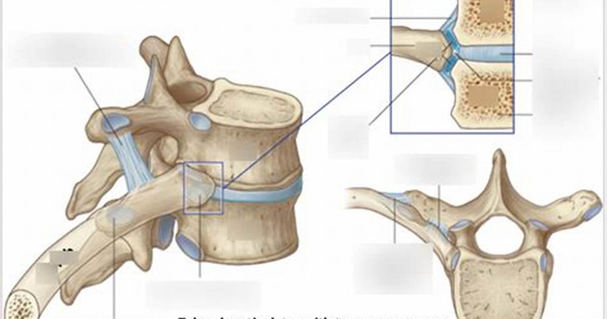 What Does the Transverse Process Articulate With