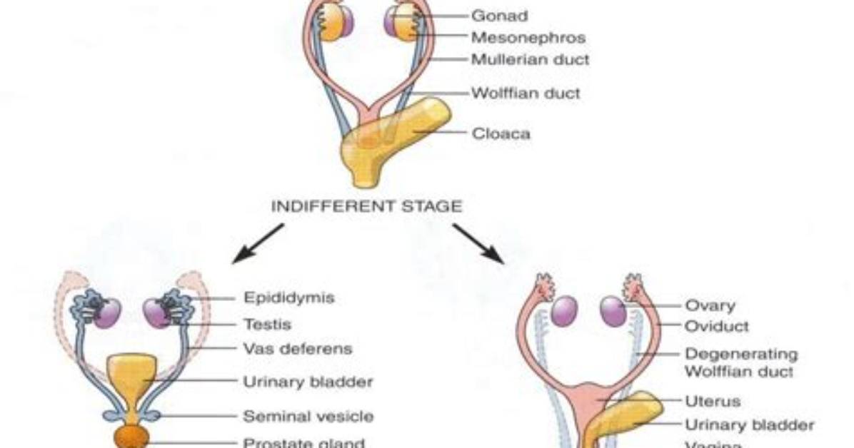 What Does the Wolffian Ducts Develop into?