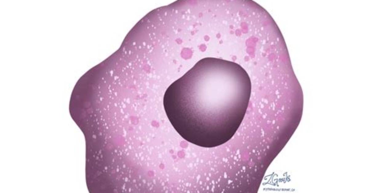 What Does the Word Histocyte?