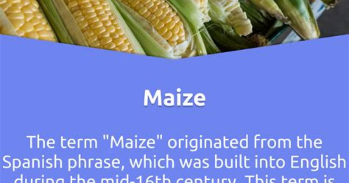 What Does the Word Maize Mean