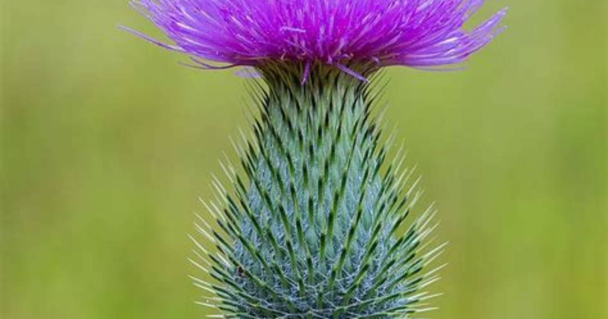 What Does Thistle Look Like