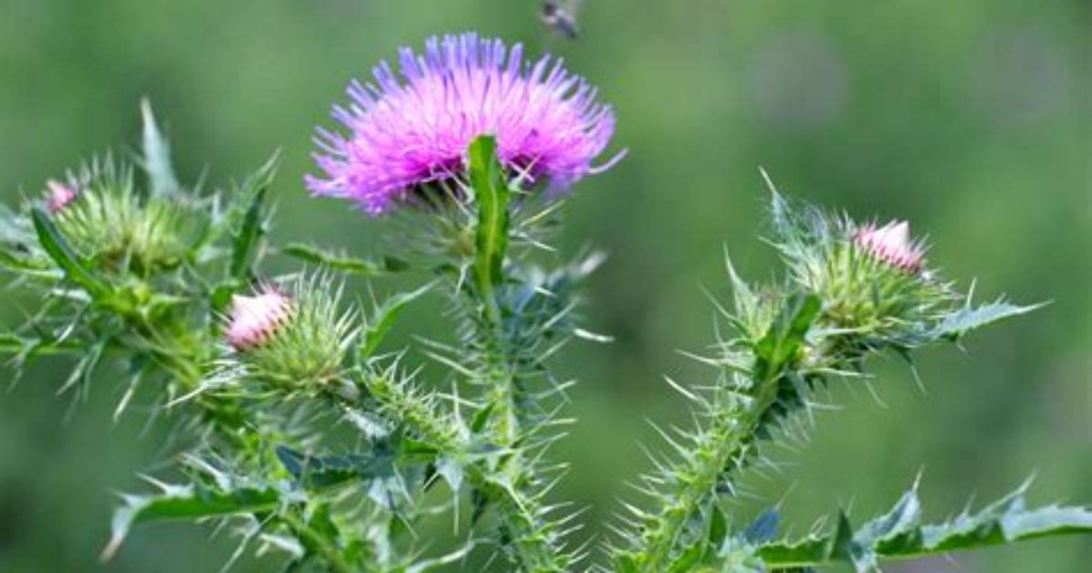 What Does Thistle Represent?