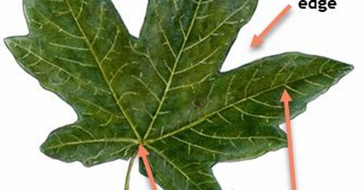 What Does Three-Lobed Mean?