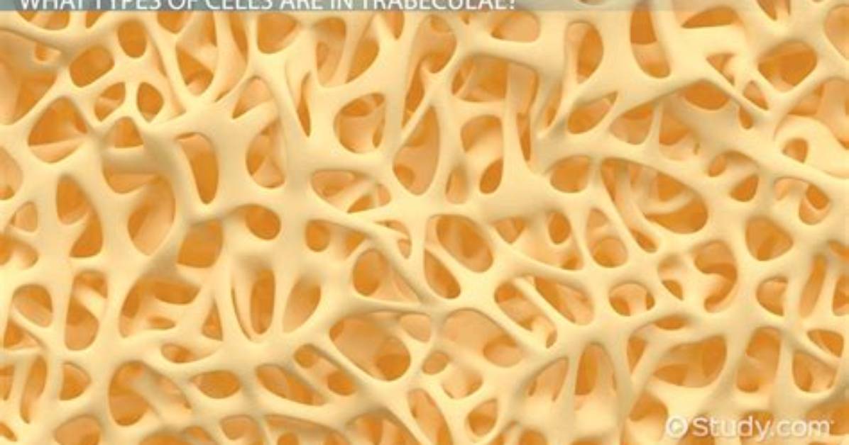 What Does Trabecular Mean
