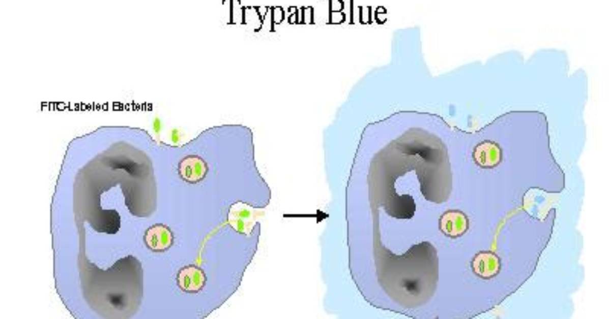 What Does Trypan Blue Bind to?
