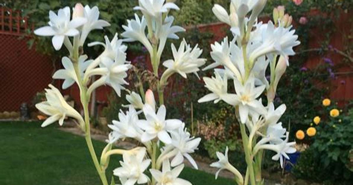 What Does Tuberose Look Like