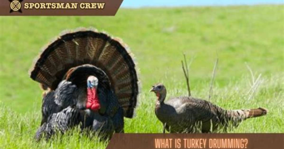 What Does Turkey Drop Mean