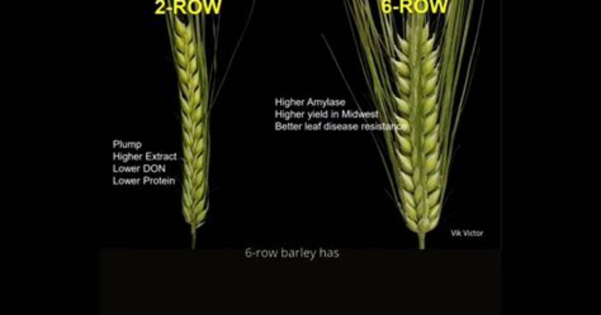 What Does Two Row Barley Mean