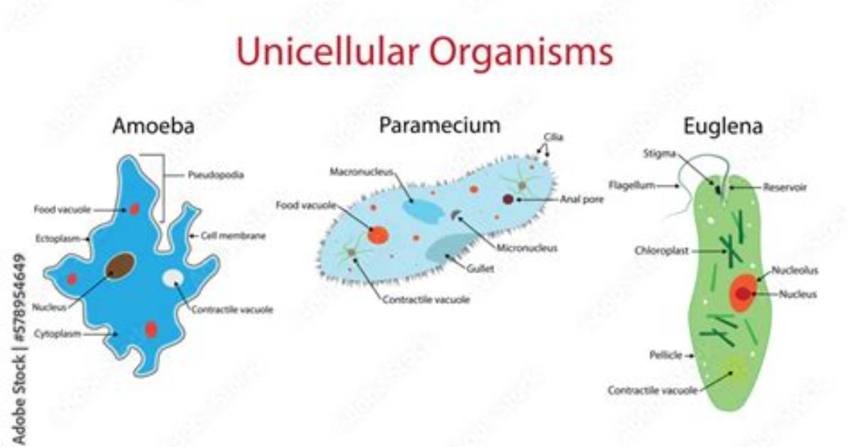 What Does Unicellular Mean?
