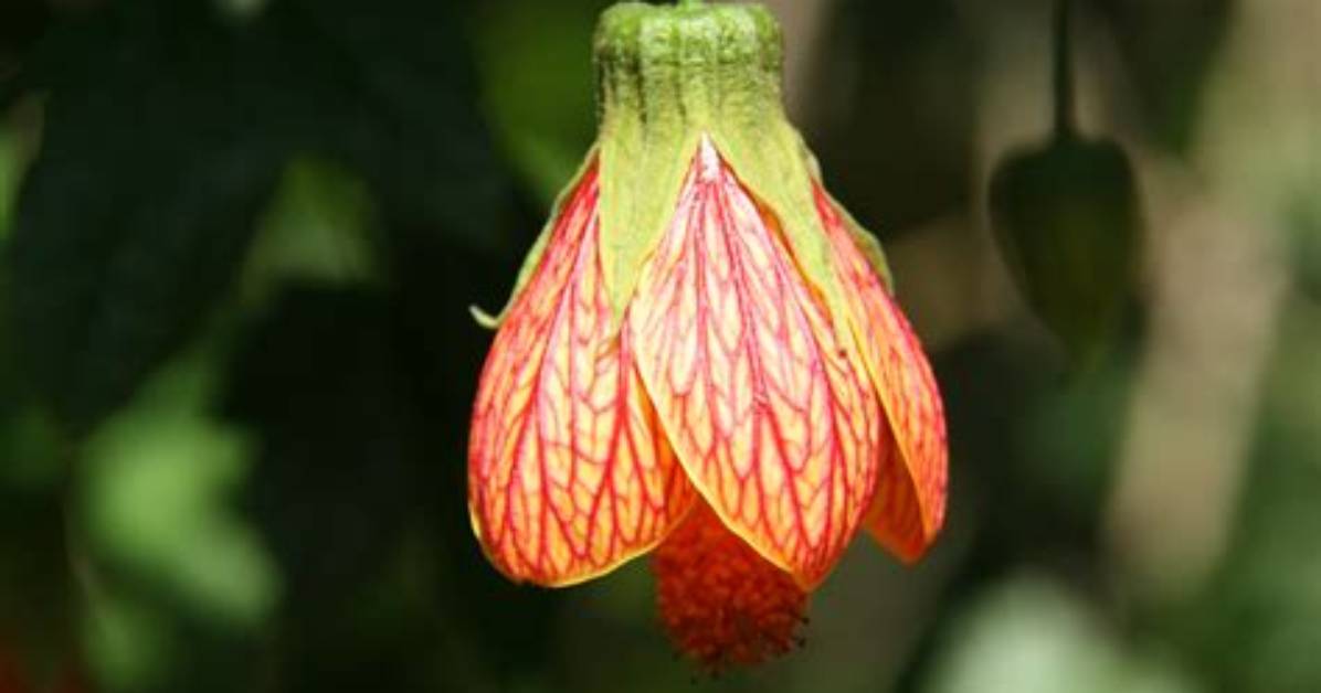 What Does Upside Down Flowers Mean