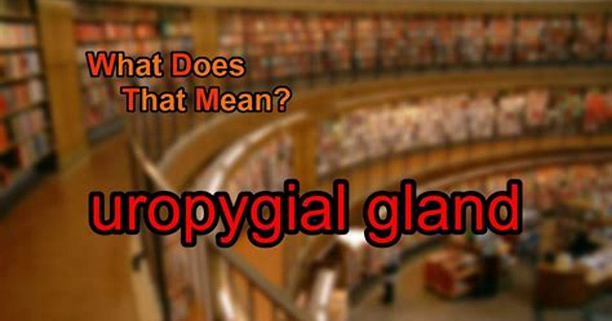 What Does Uropygial Mean?