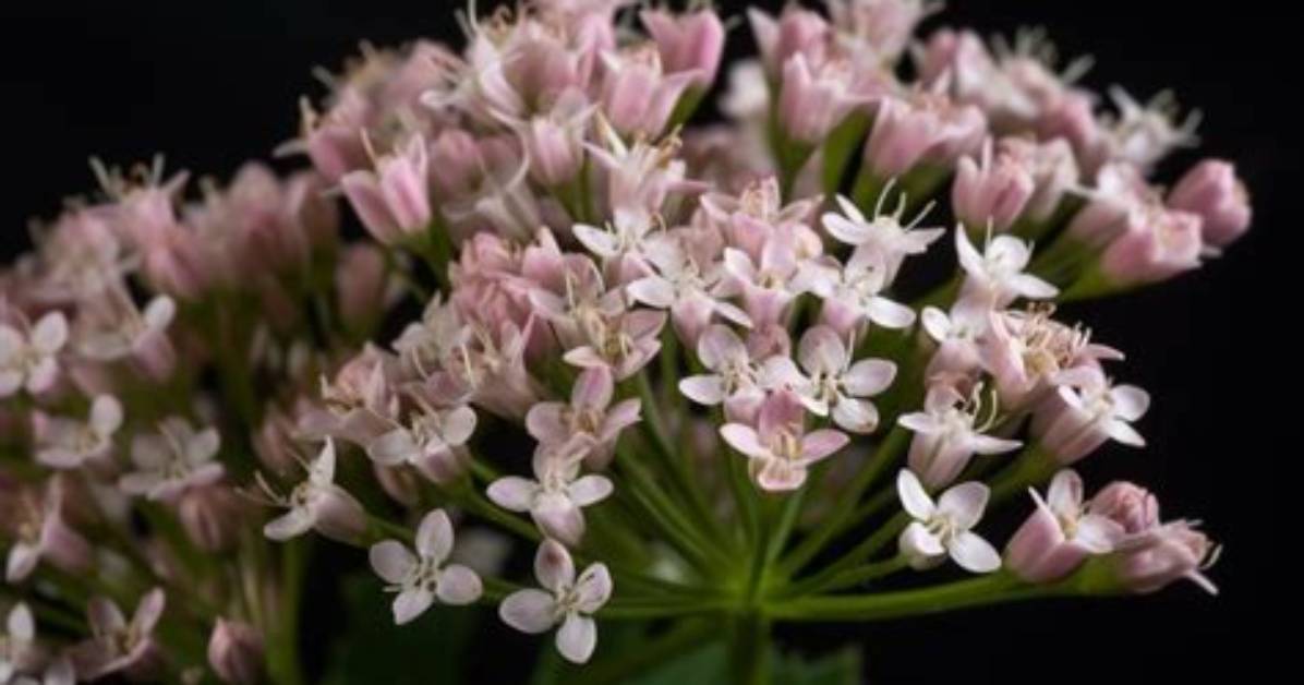 What Does Valerian Mean?