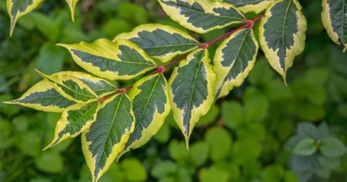 What Does Variegated Mean?