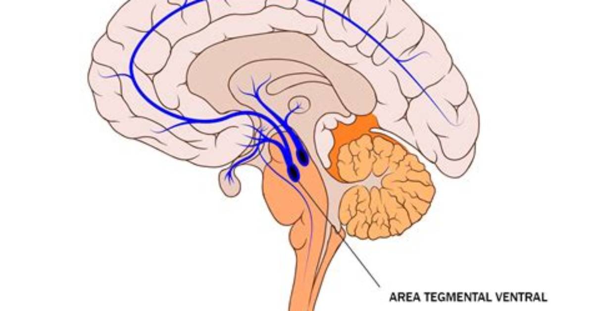 What Does Ventral Tegmental Area Do?