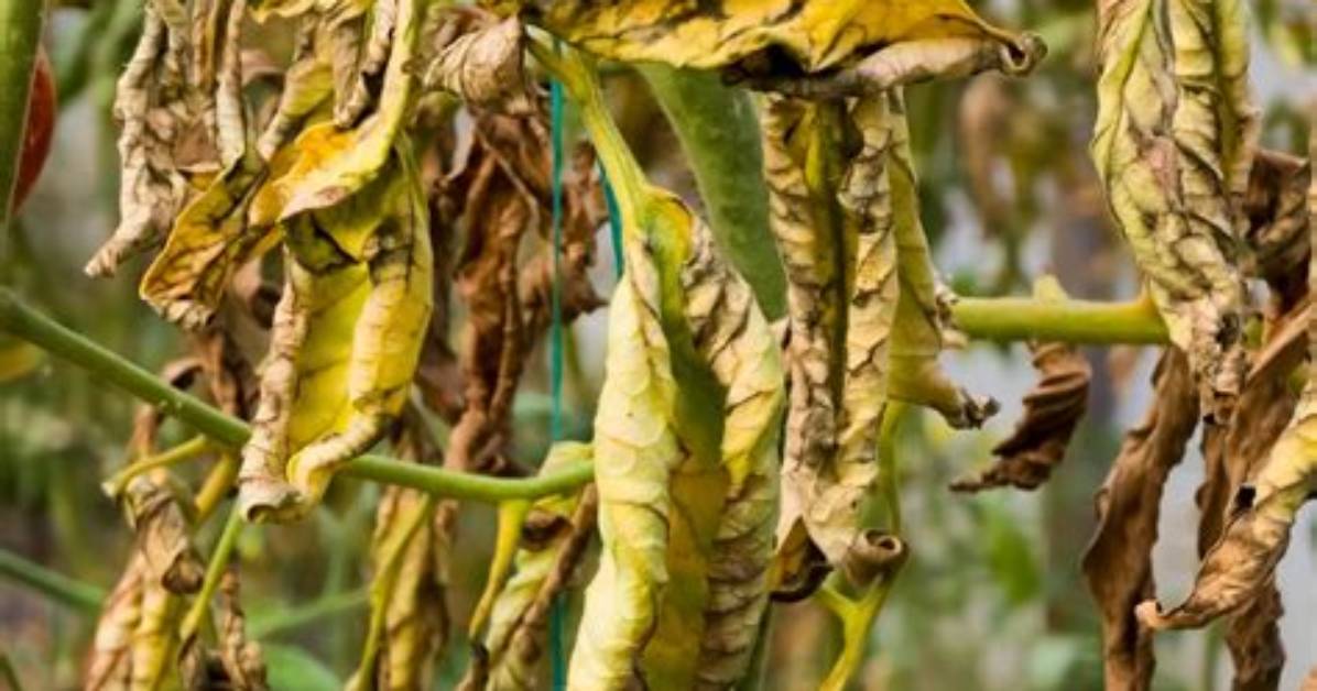 What Does Verticillium Wilt Look Like