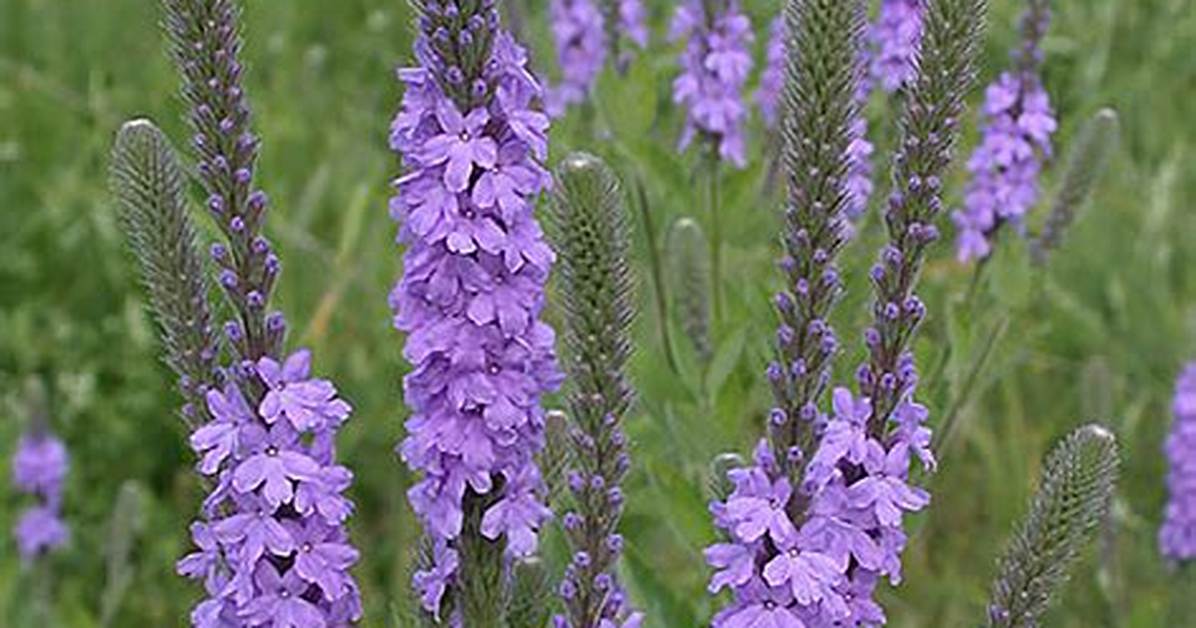 What Does Vervain Look Like