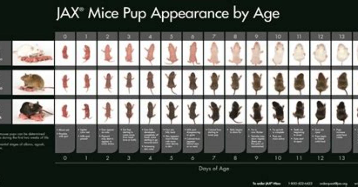What Does Weaning Mice Mean?
