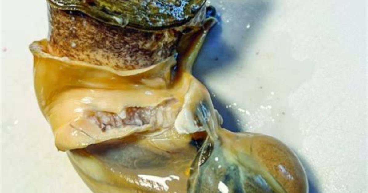 What Does Whelk Eat?