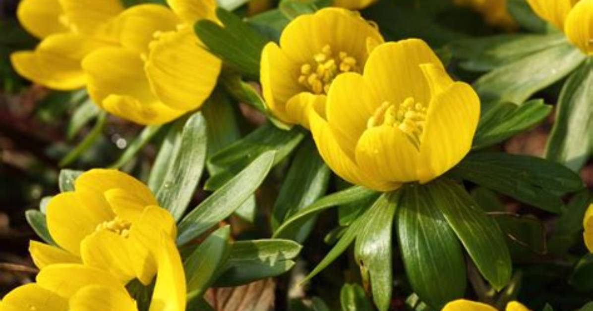 What Does Winter Aconites Mean?