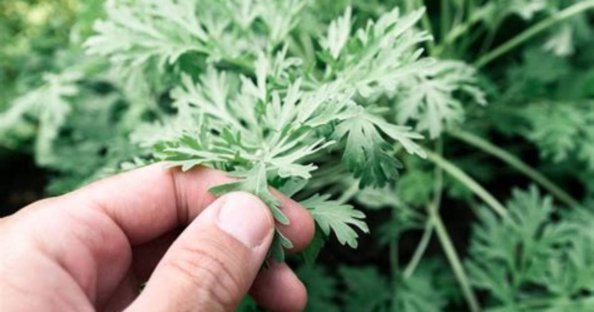 What Does Wormwood Look Like?