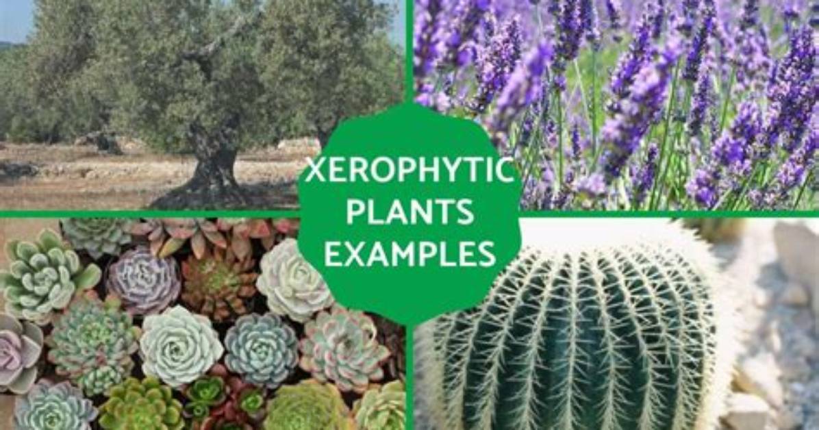 What Does Xerophytes Mean - Lisbd-Net. Com
