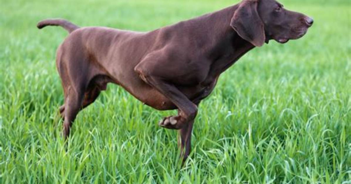 What Dogs Are Pointers